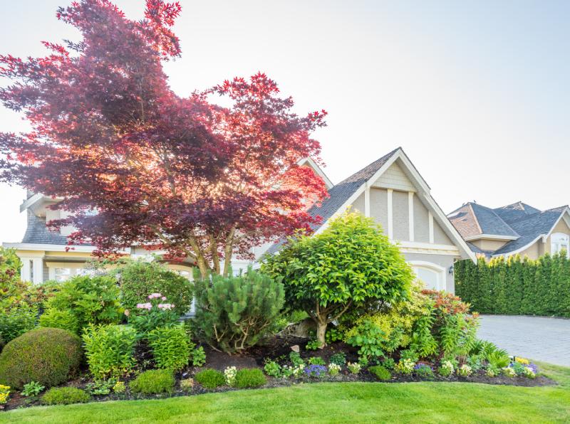 Complete Tree & Shrub Care Program-image Complete Tree & Shrub Care Services image